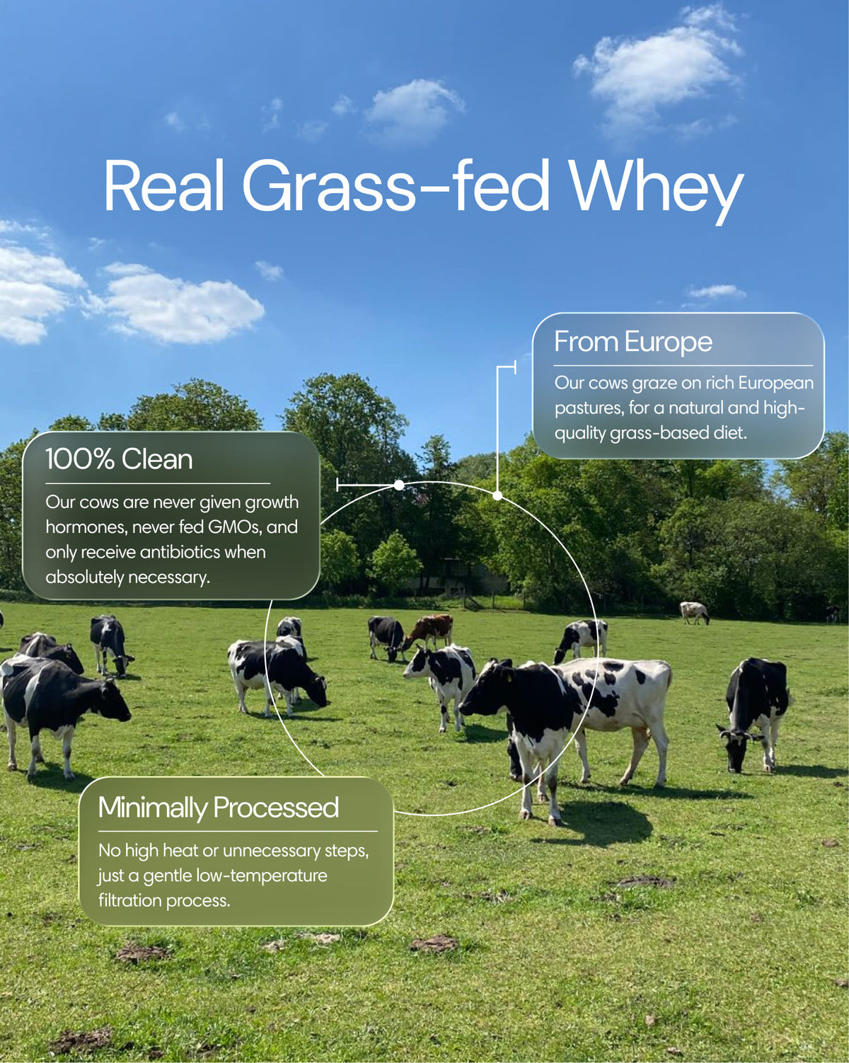 Clearly grass-fed whey powder in a container, showing the protein powder inside, ideal for fitness and nutrition.