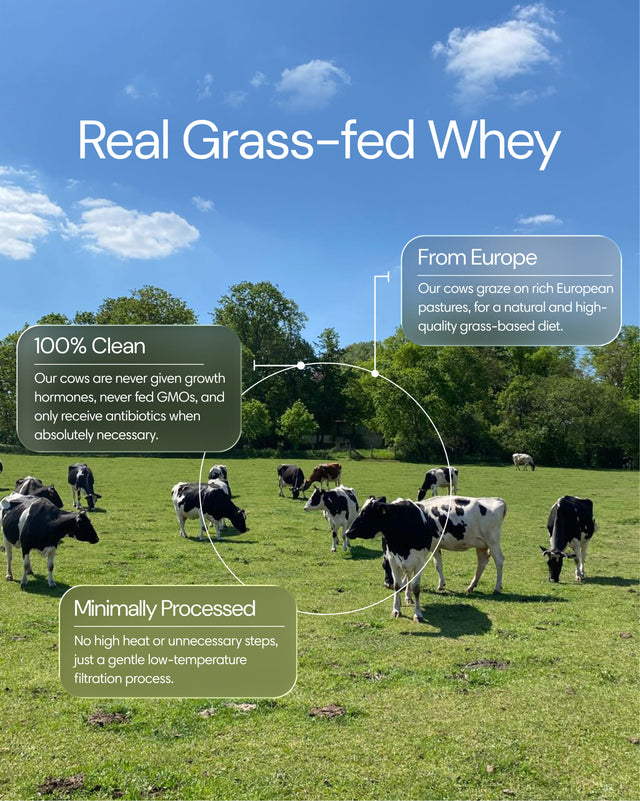Clearly grass-fed whey powder in a container, showing the protein powder inside, ideal for fitness and nutrition.